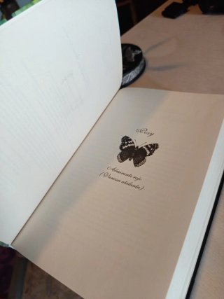 La habitación de las mariposas