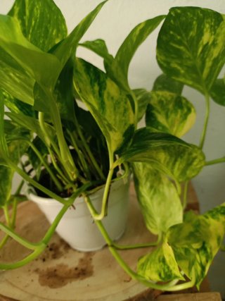 Planta Potos Colgante