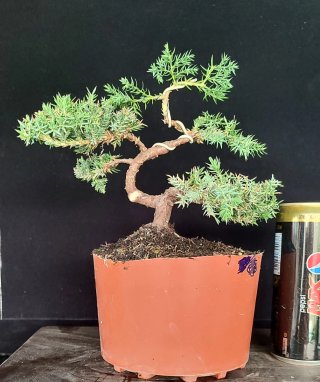 Pre bonsai JUNÍPERO PROCUMBENS NANA