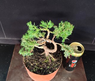 Pre bonsai JUNÍPERO PROCUMBENS NANA