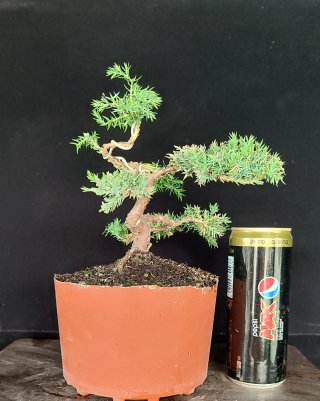 Pre bonsai JUNÍPERO PROCUMBENS NANA