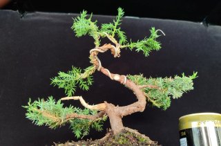 Pre bonsai JUNÍPERO PROCUMBENS NANA