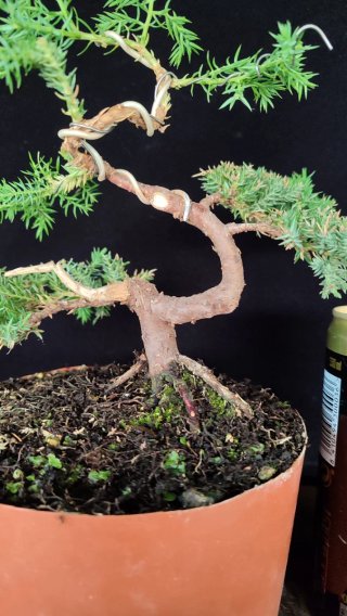Pre bonsai JUNÍPERO PROCUMBENS NANA