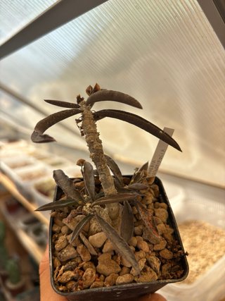 Cactus succulenta Euphorbia cylindrifolia