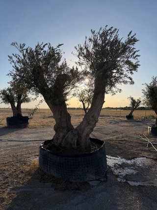 VENTA OLIVOS EN ALBACETE  Olivos centenarios.