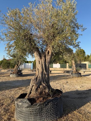 VENTA OLIVOS EN ALBACETE  Olivos centenarios.