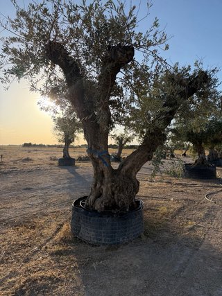 VENTA OLIVOS EN ALBACETE  Olivos centenarios.