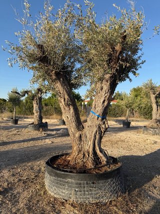 VENTA OLIVOS EN ALBACETE  Olivos centenarios.