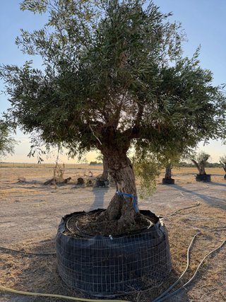 VENTA OLIVOS EN ALBACETE  Olivos centenarios.