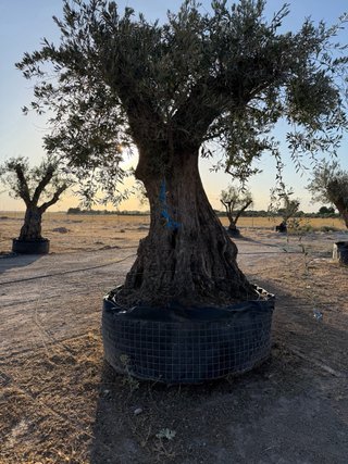 VENTA OLIVOS EN ALBACETE  Olivos centenarios.