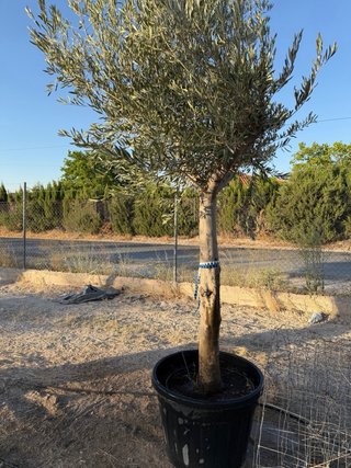 VENTA OLIVOS EN ALBACETE  Olivos centenarios.