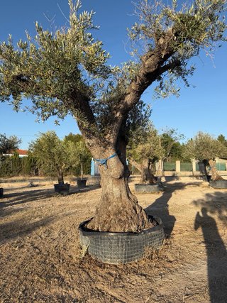 VENTA OLIVOS EN ALBACETE  Olivos centenarios.