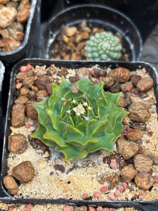 Cactus obregonia denegrii