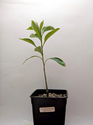 2 Mudas de Adansonia digitata para Juanpablo