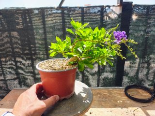 Bonsai duranta