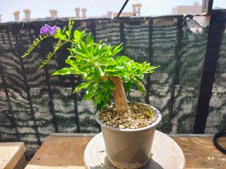 Bonsai duranta