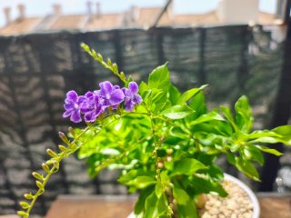 Bonsai duranta