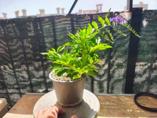 Bonsai duranta