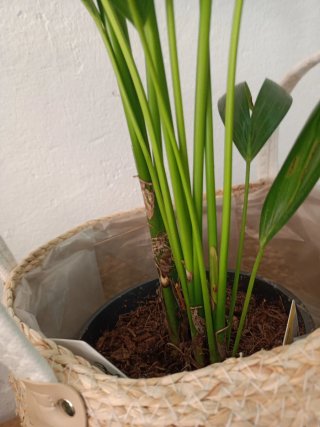 Palmera Kentia