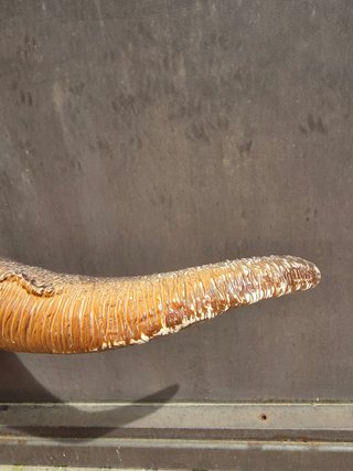 Juguete dinosaurio Tyrannosaurus Rex Recur 32 cm