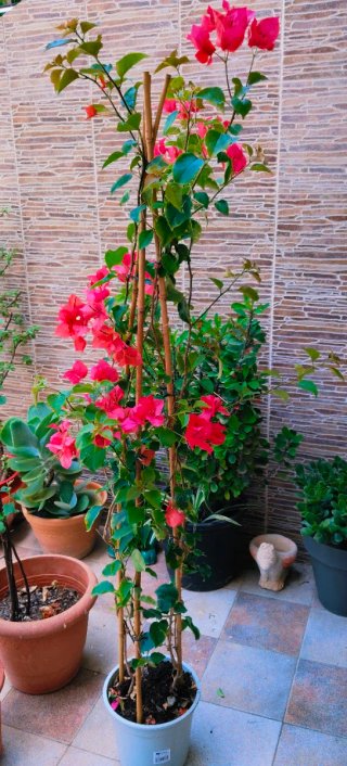 PLANTA BUGANVILLA .