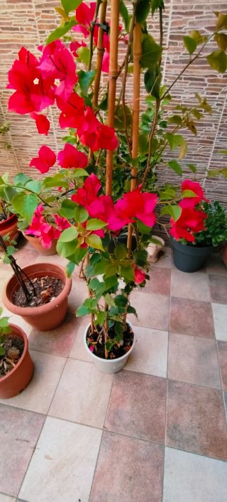 PLANTA BUGANVILLA .