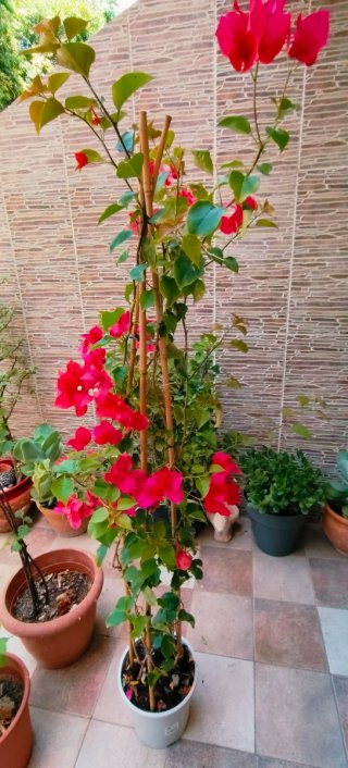 PLANTA BUGANVILLA .