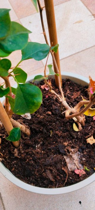 PLANTA BUGANVILLA .