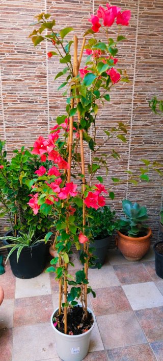 PLANTA BUGANVILLA .