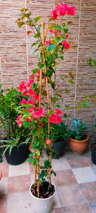 PLANTA BUGANVILLA .