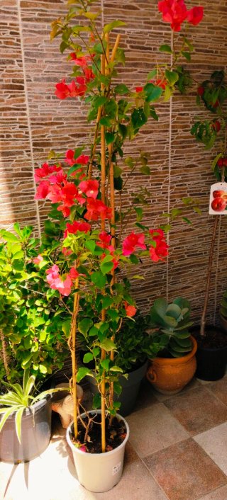 PLANTA BUGANVILLA .