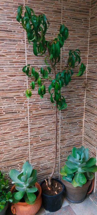 ARBOL DE NECTARINAS