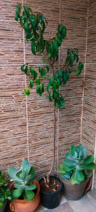 ARBOL DE NECTARINAS
