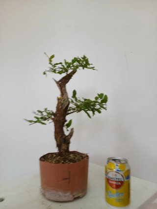 Granado bonsai