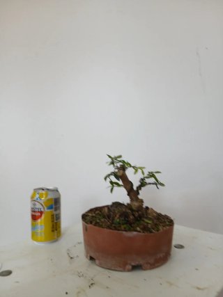 Acebuche hoja pequeña bonsai