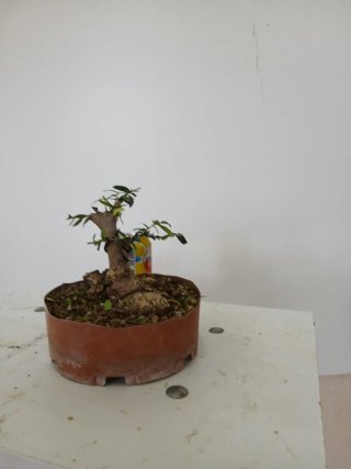 Acebuche hoja pequeña bonsai