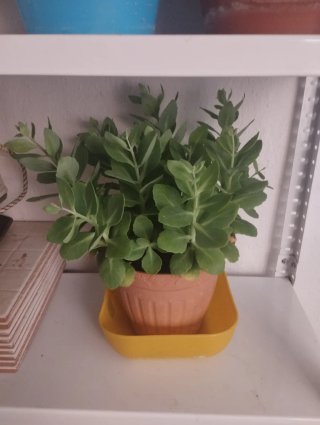 Planta de interior en maceta