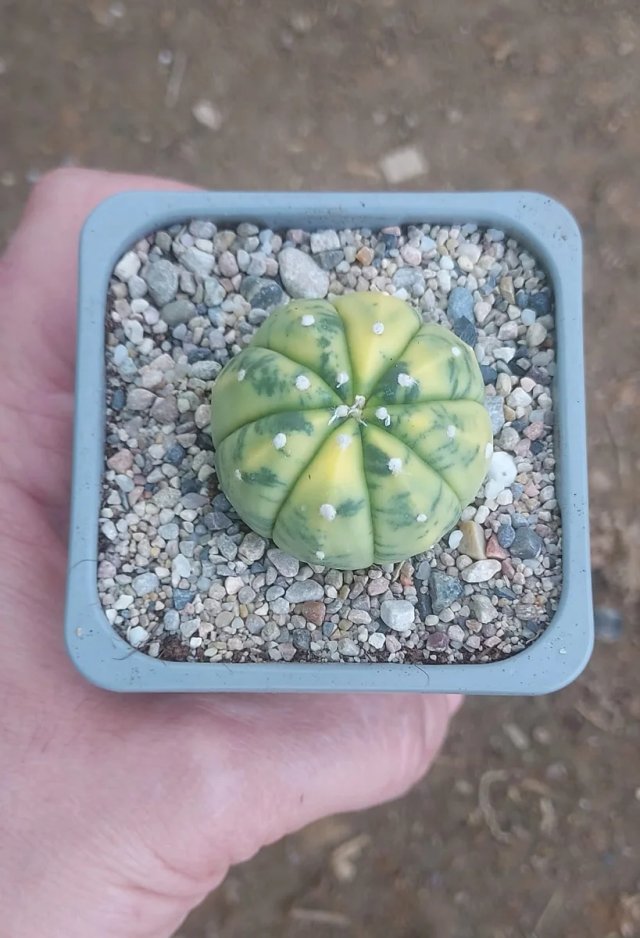 A. ASTERIAS VARIEGADO, 3.8 CM DIÁMETRO