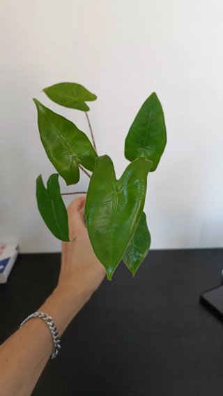 Alocasia zebrina