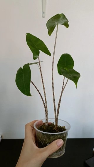 Alocasia zebrina