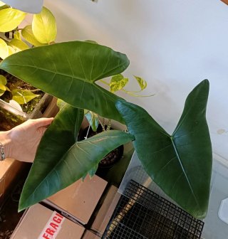 Alocasia zebrina