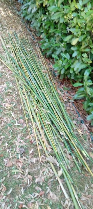 Canna di bambù - 0,50€ cad.