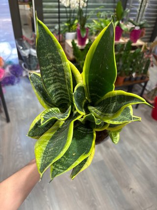 Sansevieria Planta de Interior