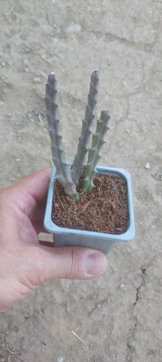 STAPELIA VARIEGATA, MACETA 7 CM.