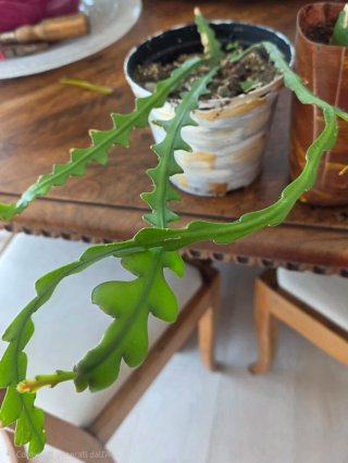 Cactus Lisca di Pesce (Epiphyllum anguliger)
