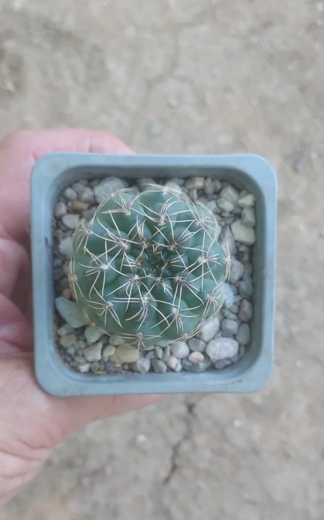 GYMNOCALYCIUM ALTAGRACIENSE, MACETA 7 CM.