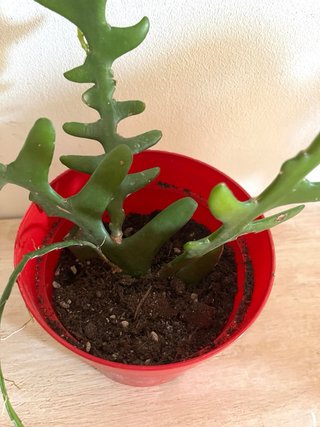 Selenicereus Anthonyanus - Pianta rara