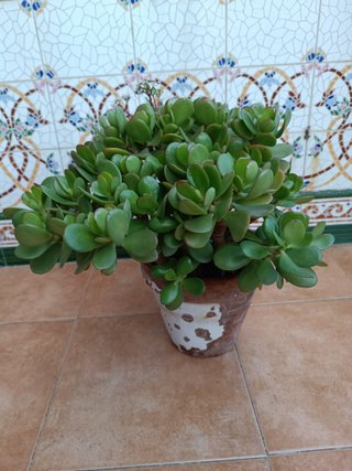 Crassula Ovata varias