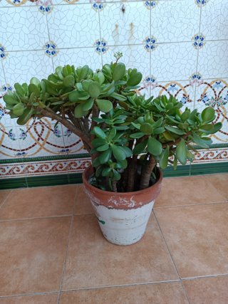 Crassula Ovata varias