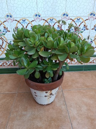 Crassula Ovata varias